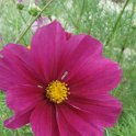 Cosmos bipinnatus 'Sensation carmin' fleur